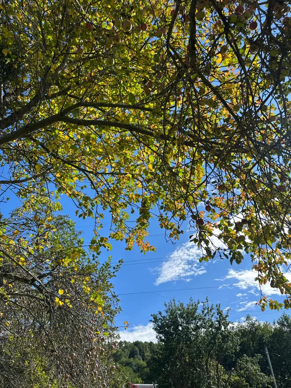 Коттедж с видом на лес