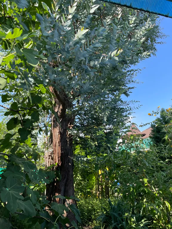 Уютный домик у красавца-эвкалипта