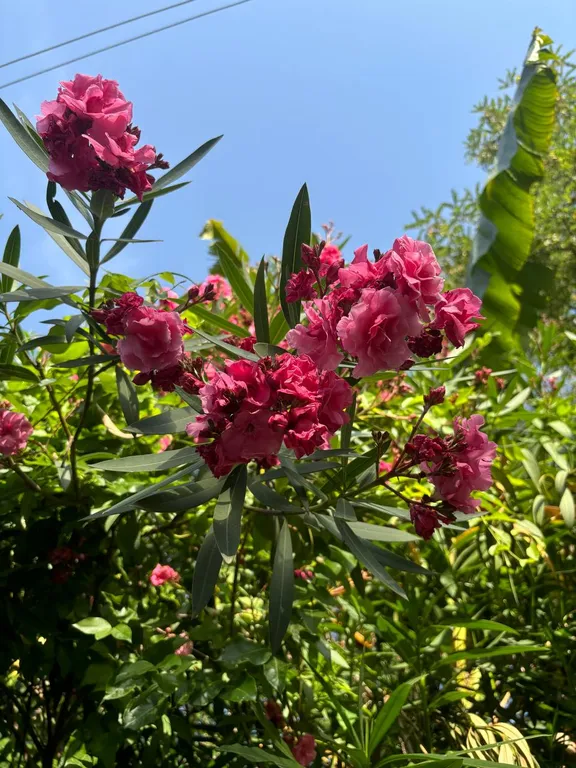 Коттедж Просторный дом в зеленой зоне города — Адлер