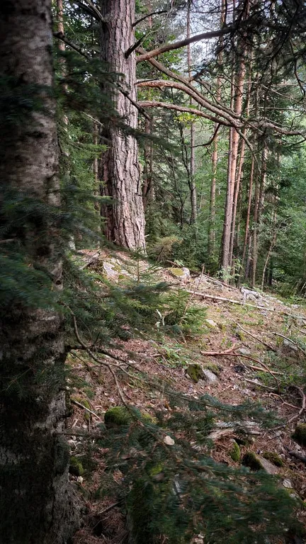 Домики-шале с видом на сосновый лес