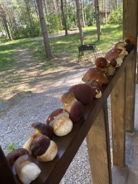 Коттедж Уютный домик в лесу №1 с двухъярусной кроватью — Кутузовское