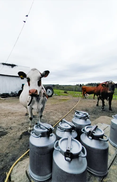 Агроусадьба Ивановых, старый хутор Тауно Туоми