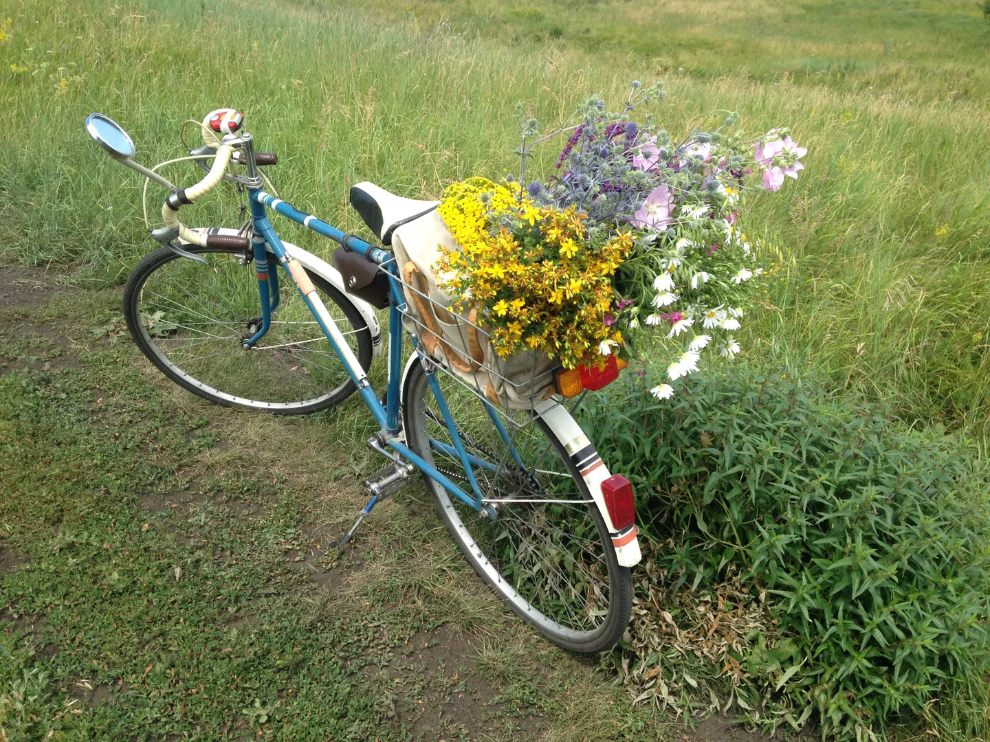 С ветерком по полям на велосипедах, непередаваемое удовольствие. Собираем чебрец, зверобой, ягоду и полевые цветы. 