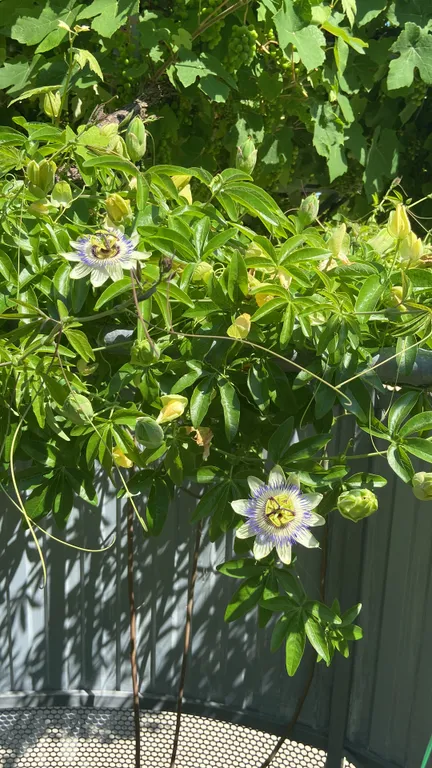 Апартамент с видом на горы