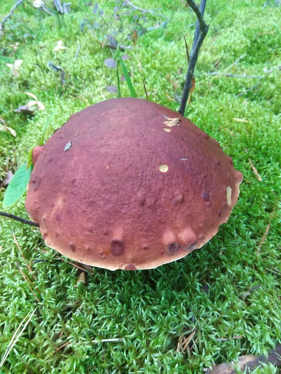 Уютная лофт студия на берегу озера Селигер