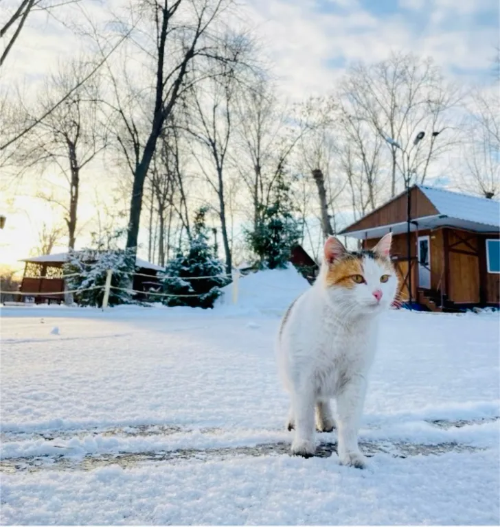 Дом с мангалом и баней