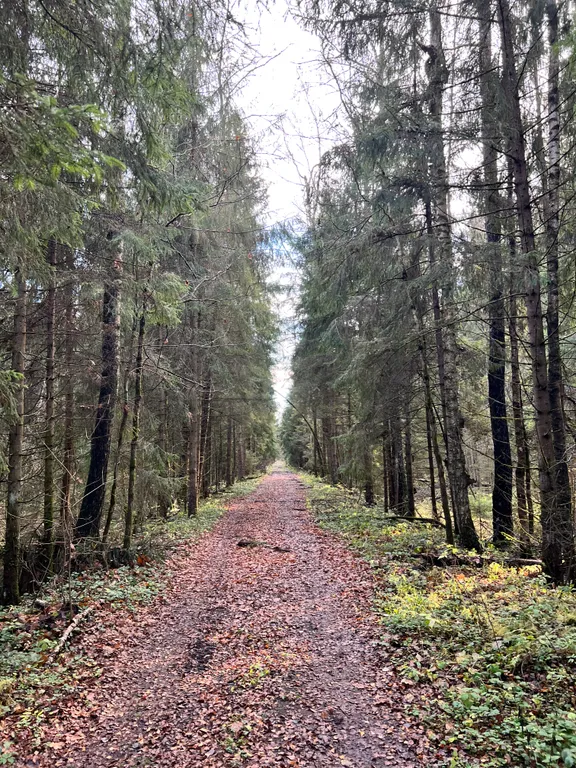 Уютный дом A-Frame в лесу