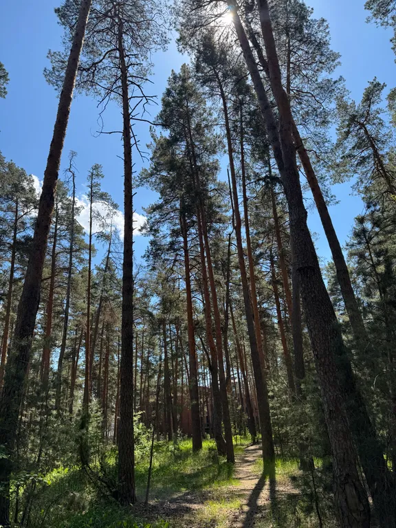 Уютный дом в Сосновом лесу