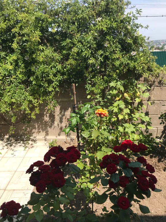 Коттедж Дом с видом на море для семейного отдыха — Севастополь