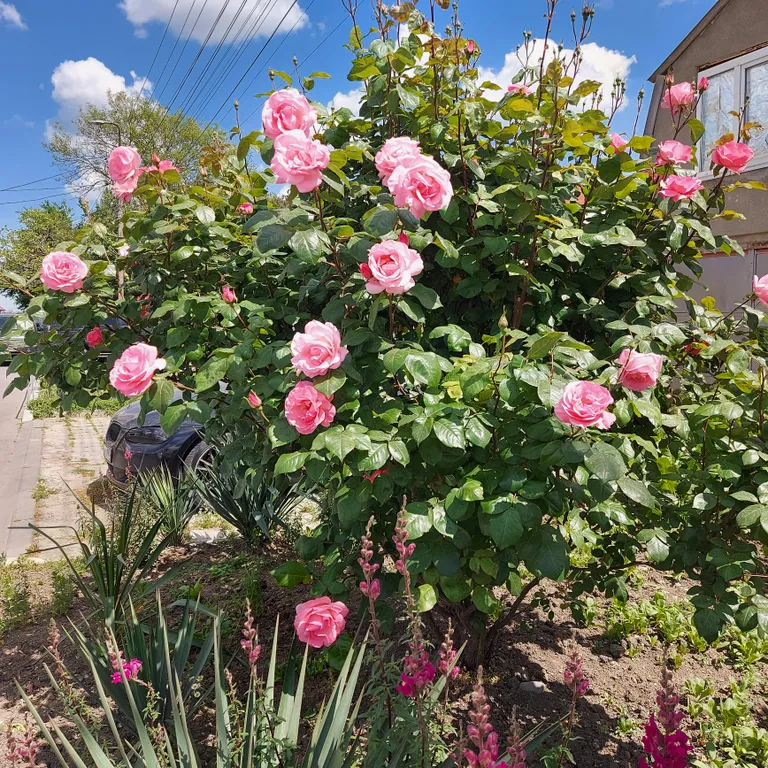 Квартира Квартира Студия с балконом и панорамным видом на море, Маяк и парк — Анапа