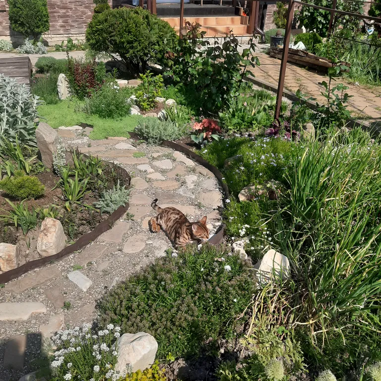 Белый Какаду