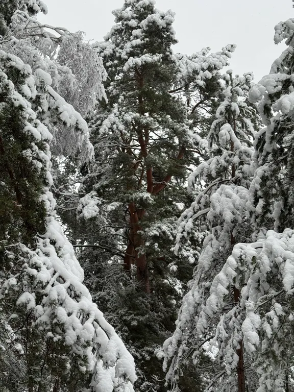 Коттедж 1-комнатный Дом — Александров