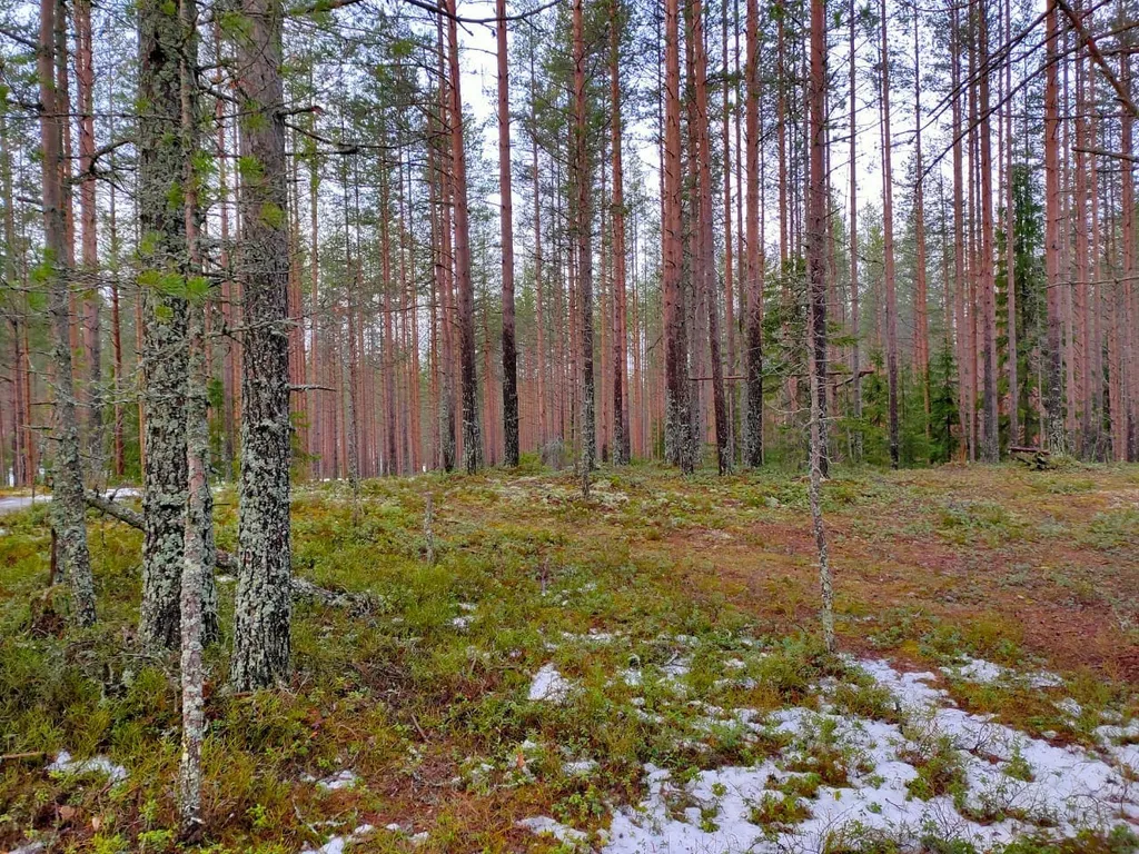 Уютный дом в Карельской деревне