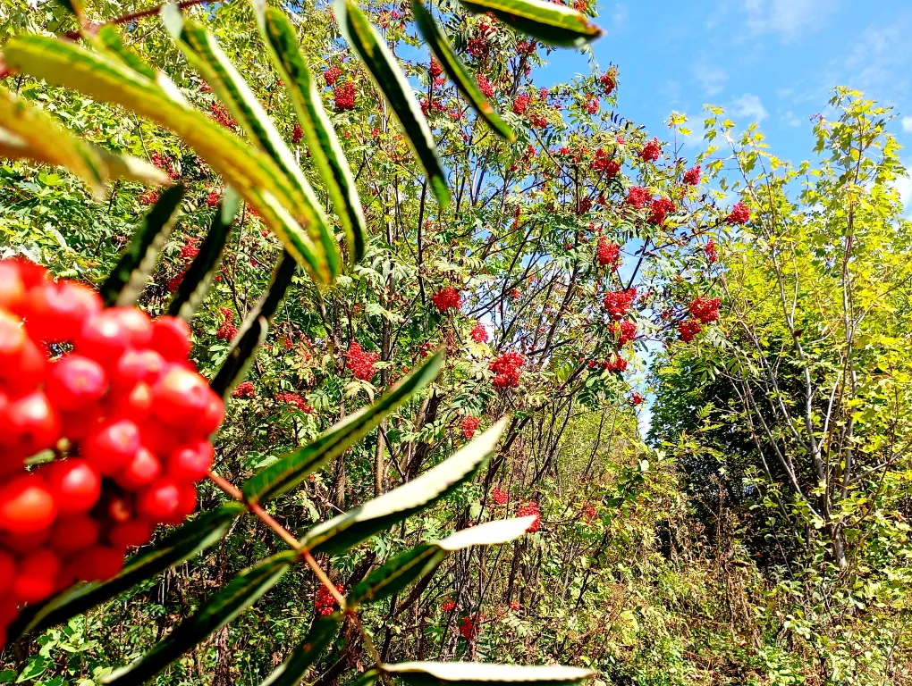 Эко-дом с видом на лес и горы