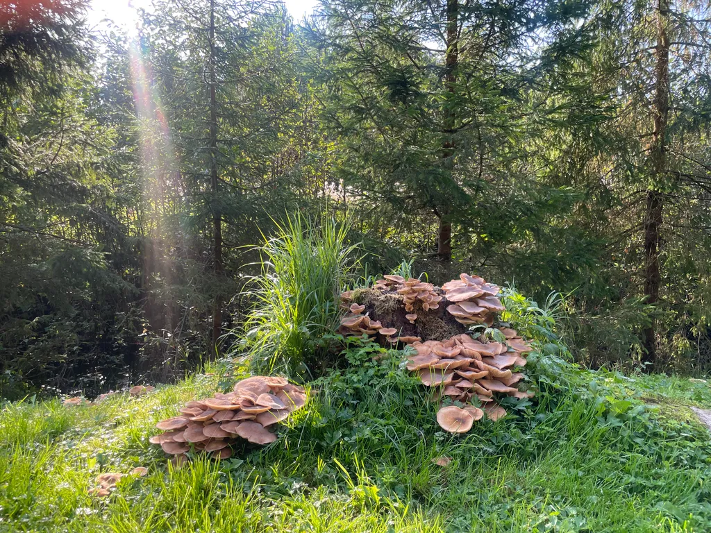 Лесной домик