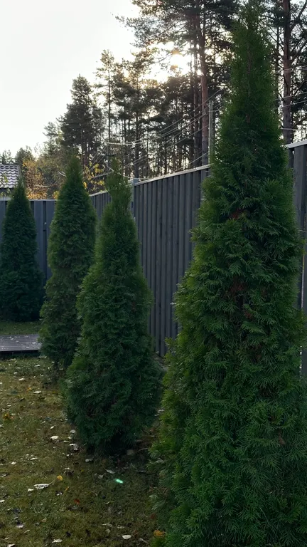 Шале в сосновом бору