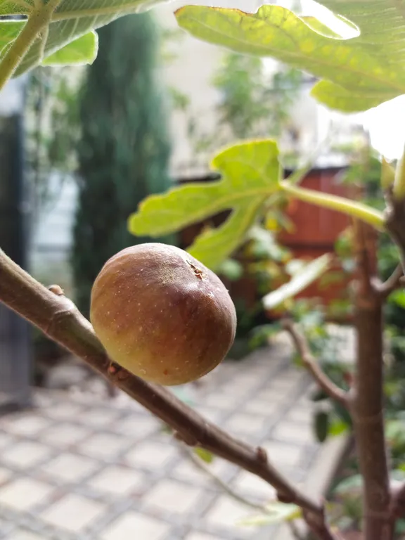 Дача на море