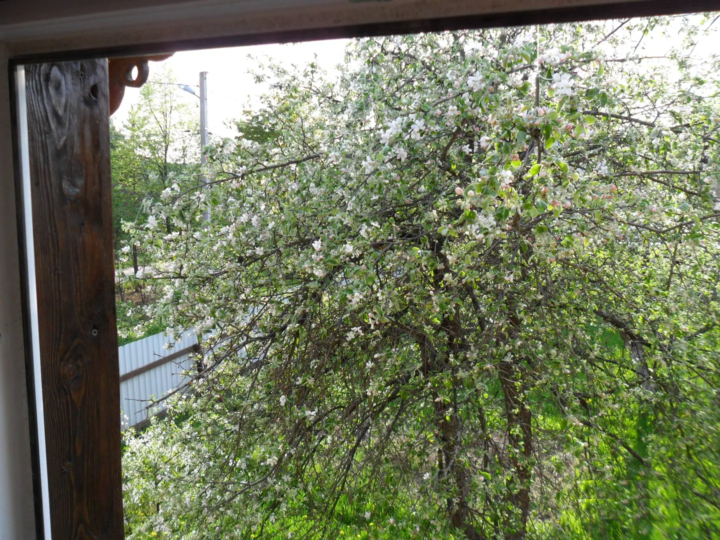 Вид из окна спальни на цветущий сад