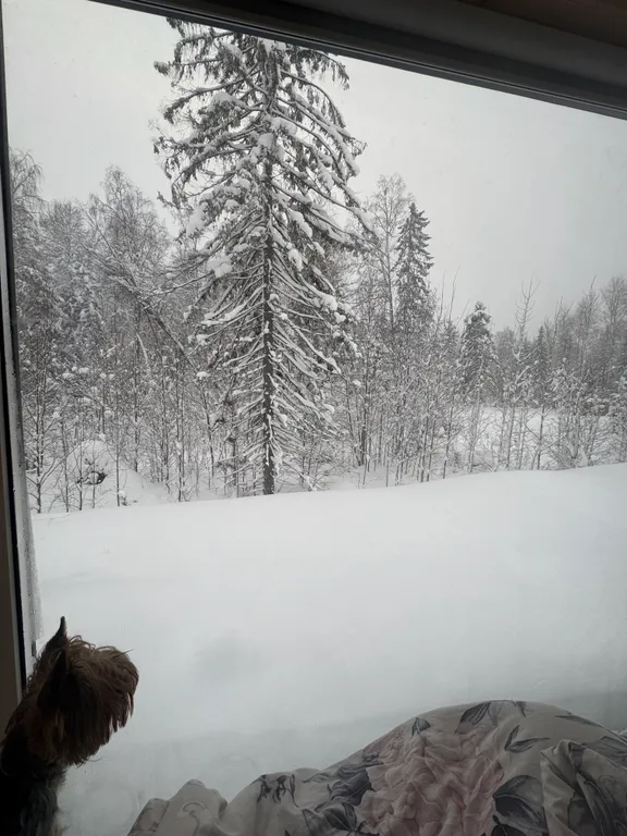 Уютнейший домик в лесу в черте города с панорамным окном, видом на лес