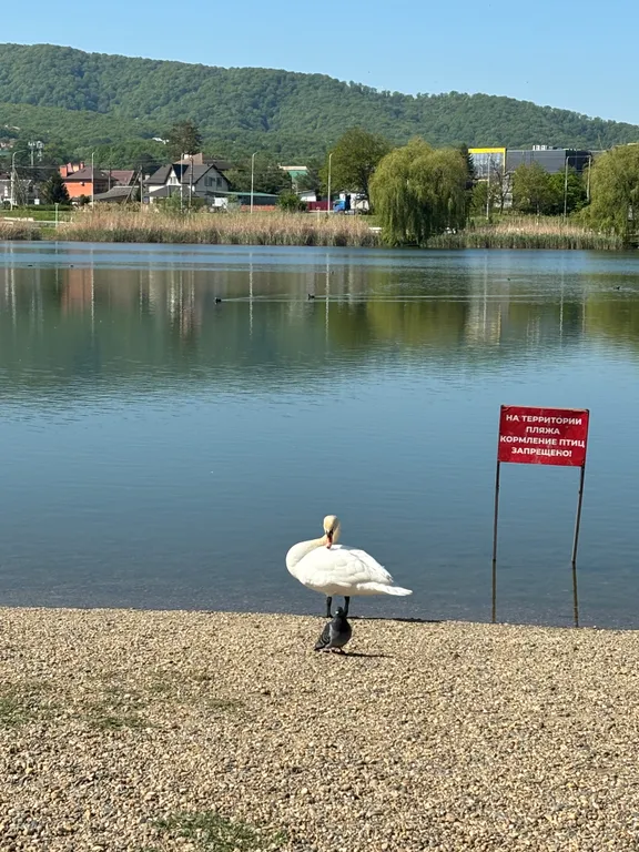 Квартира Уютная квартира на озере — Горячий Ключ