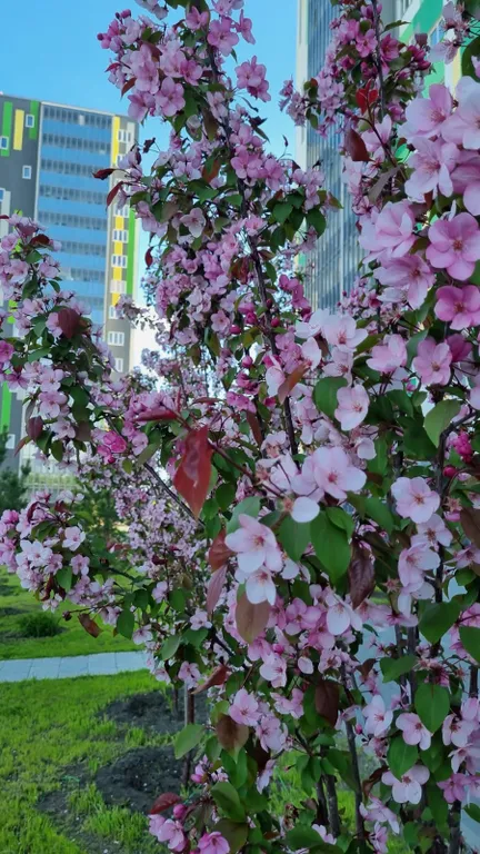 Квартира Уютная евро двушку около аэропорта Толмачево (им. Покрышкина)! — Обь