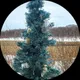 Элла