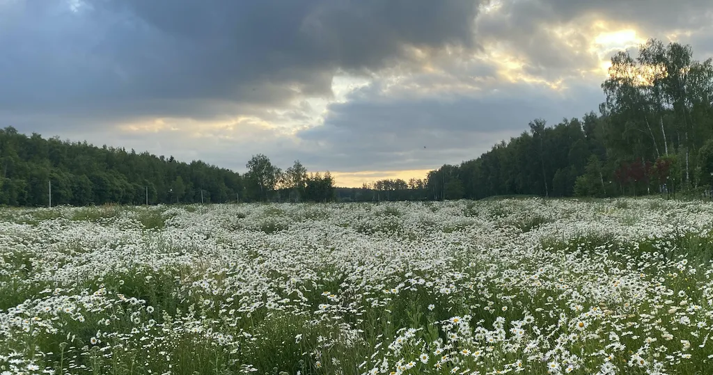 Домик ЧЕРНИКА. Большой пруд с пляжем в глэмпинге "Усадьба Ягодное".