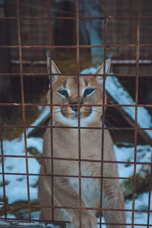Дом с каракалами, банeй на дpовax, мангалом и казaном