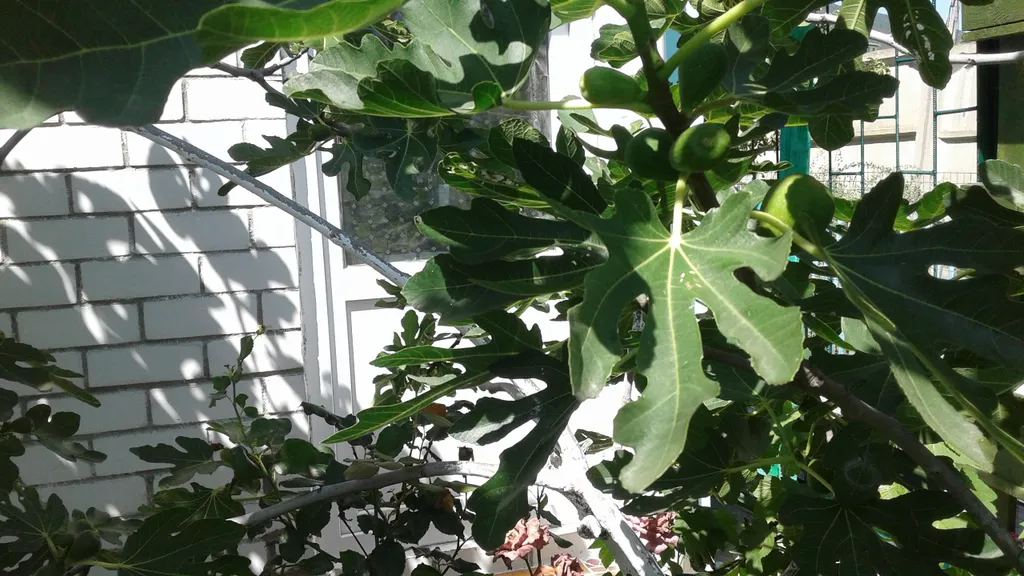 Уютная однокомнатная квартира с зеленым двором