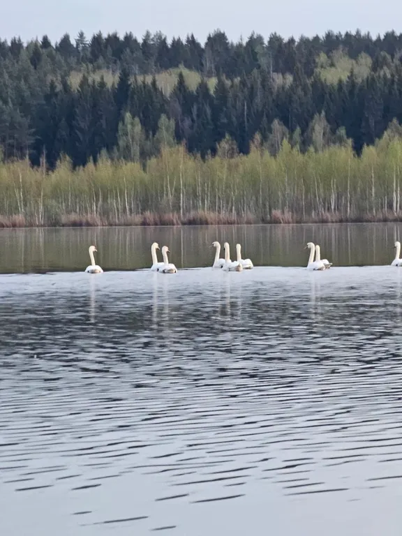 Коттедж Дом в заповедной зоне рядом с озерами — Мышецкое