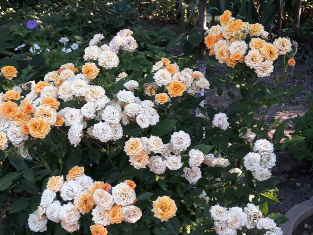 Номер на троих с балконом