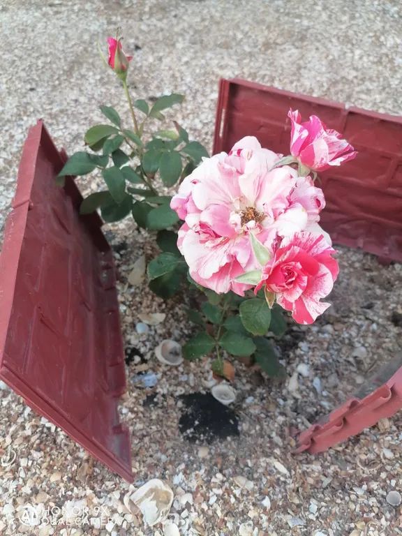 Жилье Фрукты