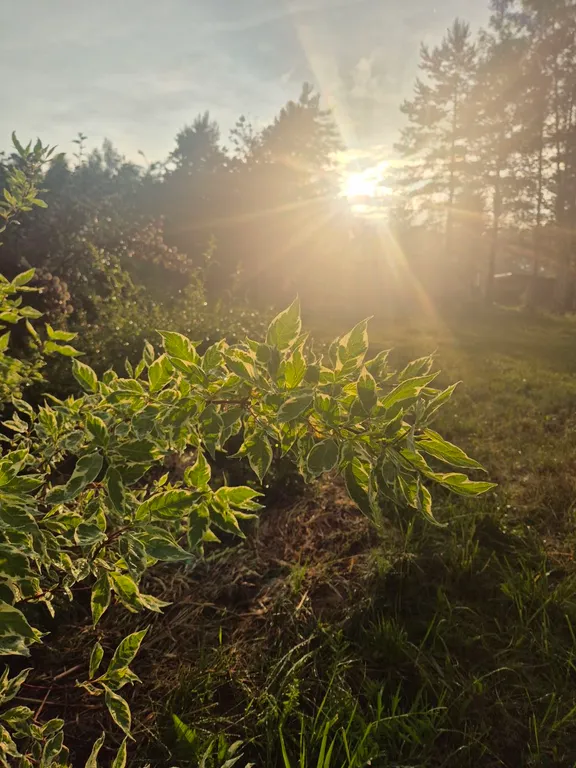 Эко - дом в лесу в гостях у Миродары