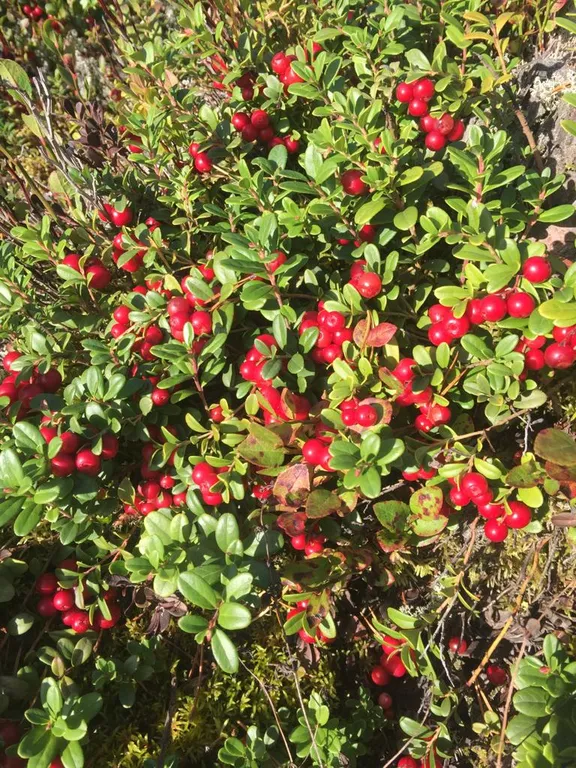 Коттедж Уютный дом для комфортного отдыха — Четверяково