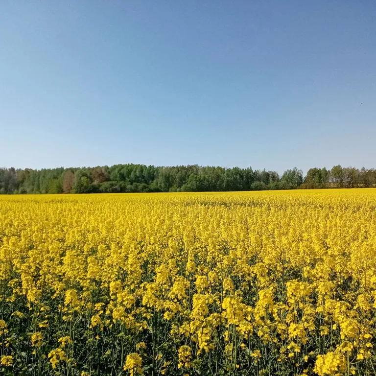 Усадьба в Беловежской пуще У Камина