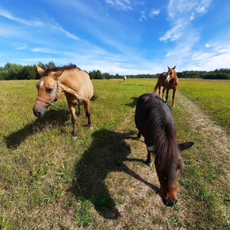 3-комнатный домик на усадьбе Радюши