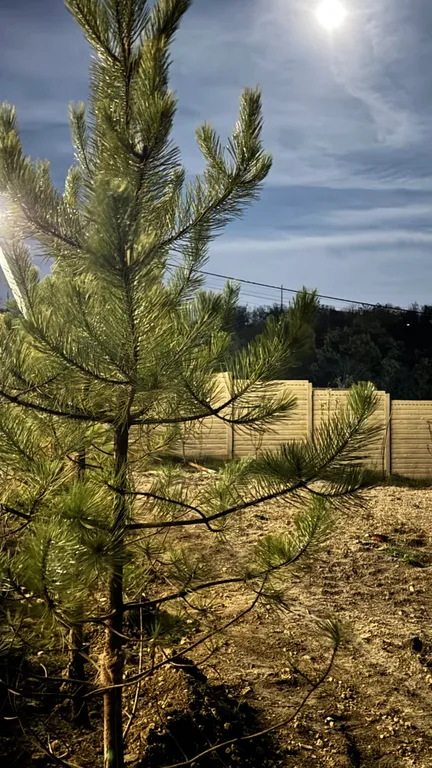 Эко дом у леса