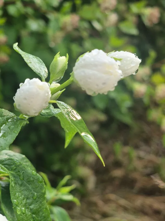 Эко - дом в лесу в гостях у Миродары