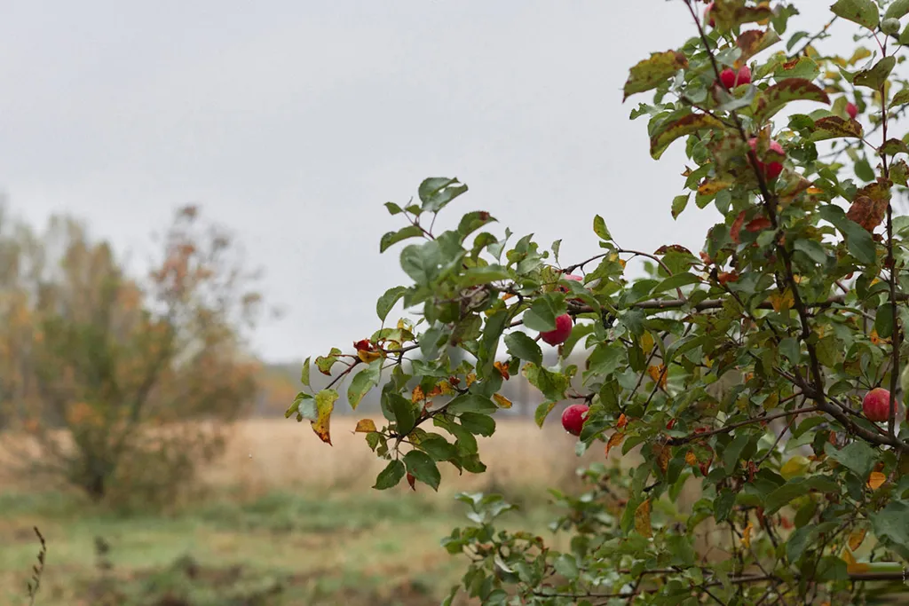 Уютный светлый дом в окружении природы