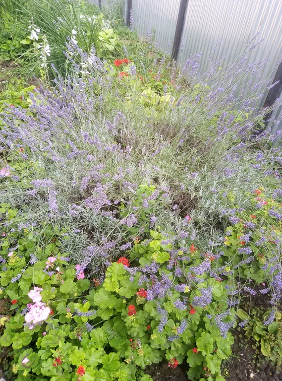 Уютный гостевой дом Оштен