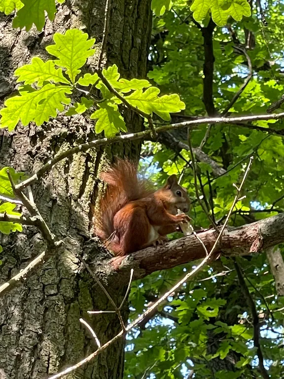 Квартира Тихая квартира в центре — Светлогорск