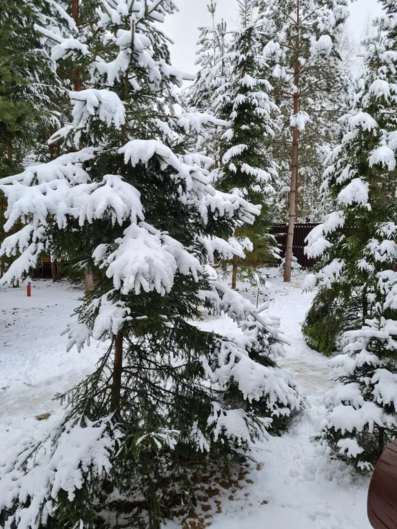 Дом в сосновом лесу