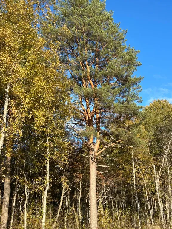 Дом Karelia Haus Онежский берег
