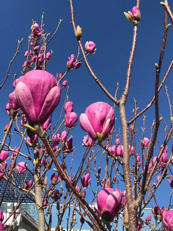 Квартира Делюкс, комната апартамент с балконом/террасой вид на горы, территорию — Сириус