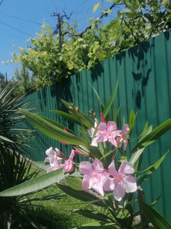 Эко домик в центре Гагры
