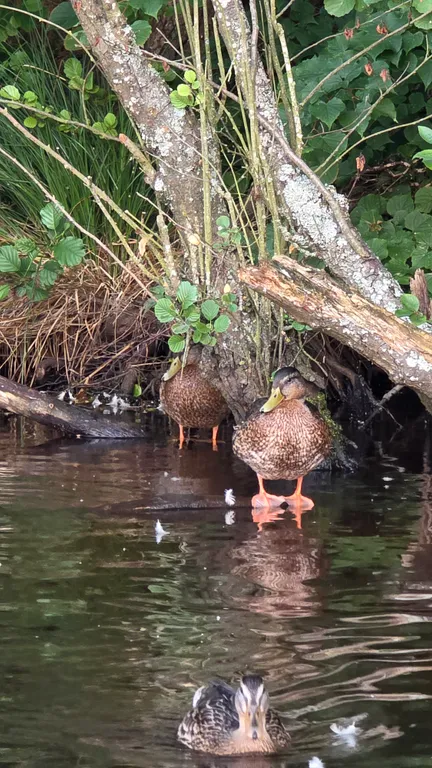 Квартира Квартира Очарование с видом на озеро — Светлогорск