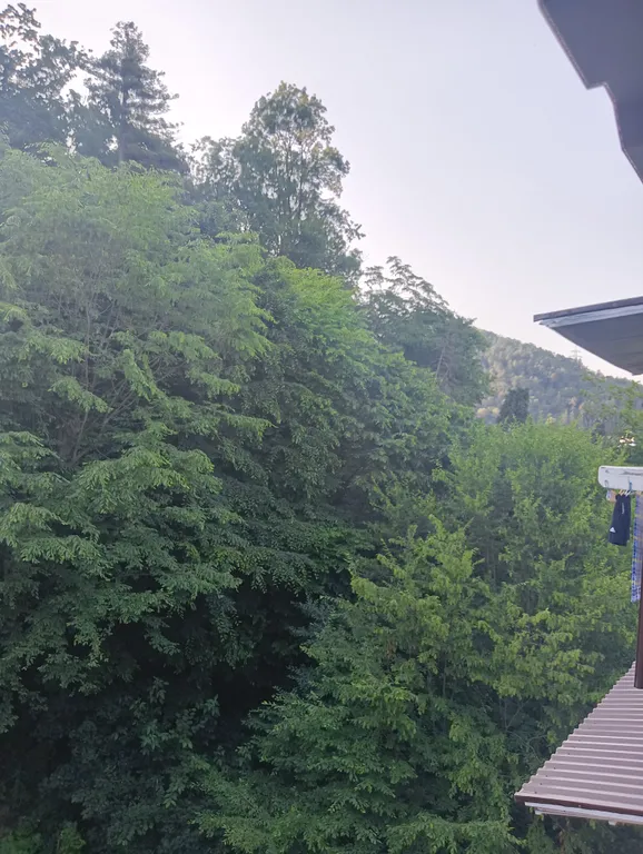 Терем с мансардой в дивном лесу у моря, с новым ремонтом и обстановкой