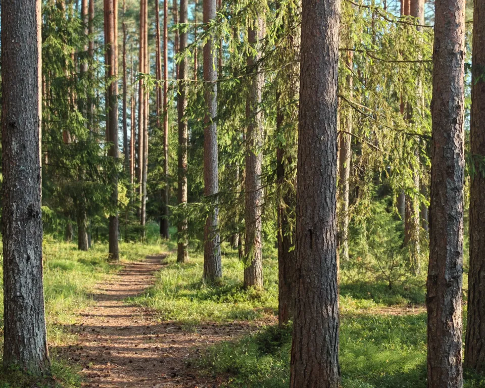 Коттедж Дом с тремя спальнями в турбазе чайка (селигер) — Турбаза Чайка
