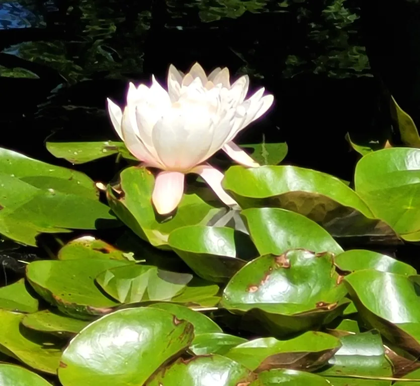 Вилла Морская - уютный дом с бассейном на берегу Балтийского моря