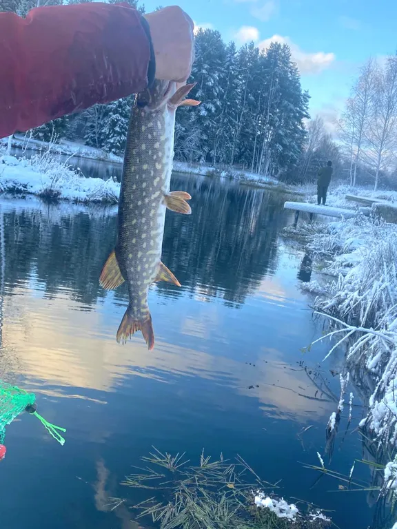 Дом Комфортный на заливе реки Нерль с видом на лес